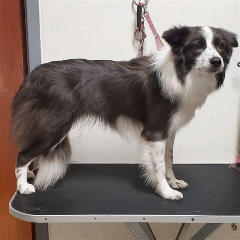 grooming styles for border collies.